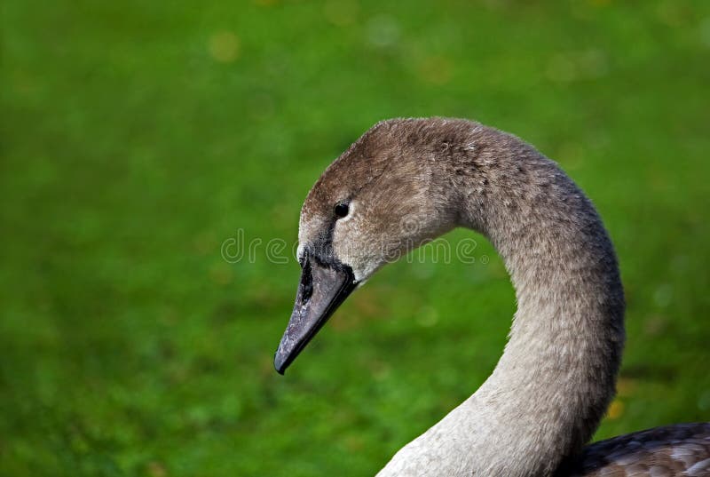 Tiro novo da cabeça do Cygnet da cisne muda fotografia de stock royalty free