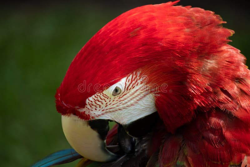 Tiro principal do escarlate da arara que enfeita-se suas penas fotografia de stock Tiro principal do escarlate da arara que enfeita-se suas penas fotografia de stock