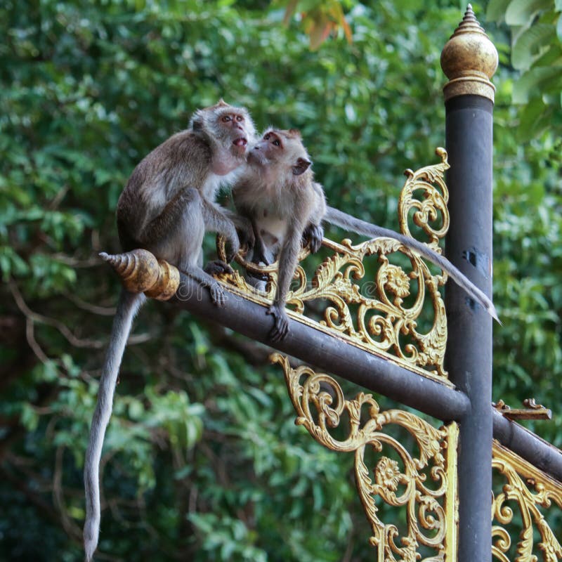 Foto de Macacos Engraçados Na Floresta Do Macaco Bali Indonésia e mais  fotos de stock de Animais em Extinção - iStock