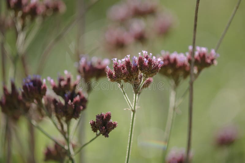 Manual de identificação de plantas infestantes by Florsilvestre