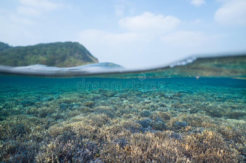 Split-level over-underwater of pristine coral reef in clear blue tropical water, Iriomote Island of the Yaeyama Islands, Okinawa, Japan. Split-level over-underwater of pristine coral reef in clear blue tropical water, Iriomote Island of the Yaeyama Islands, Okinawa, Japan