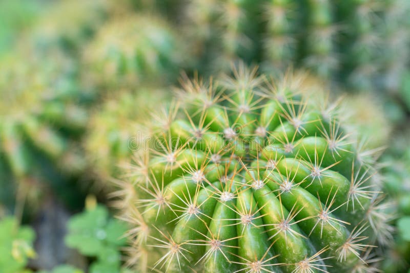 Tiro verde de la macro del cactus foto de archivo libre de regalías Tiro verde de la macro del cactus foto de archivo libre de regalías