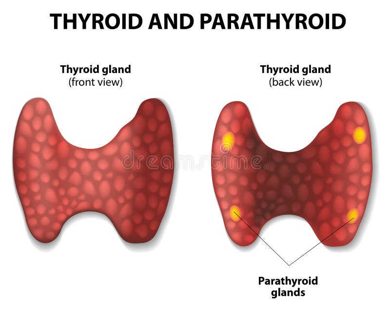Thyroid and parathyroid gland. Vector diagram. Thyroid and parathyroid gland. Vector diagram