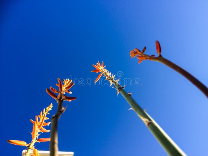 Tiroteo de la flor de Vera del áloe fotografía de archivo libre de regalías Tiroteo de la flor de Vera del áloe fotografía de archivo libre de regalías