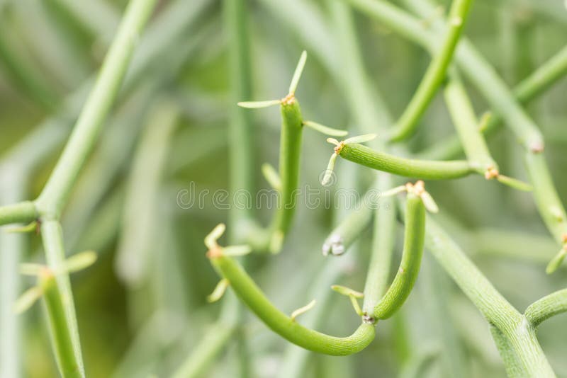 Euphorbia tirucalli or pencil Tree. Euphorbia tirucalli or pencil Tree