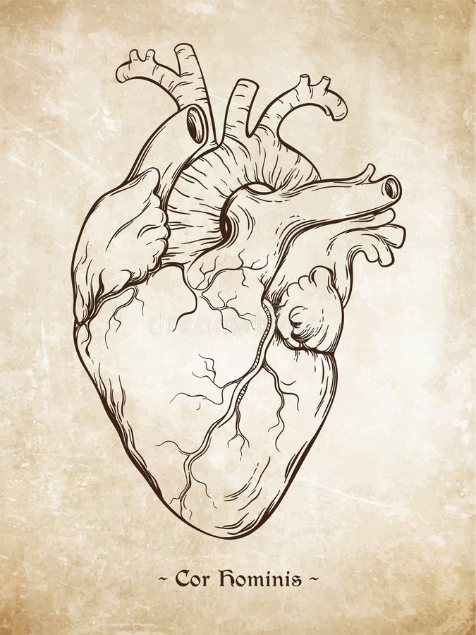 Tiré par la main coeur humain anatomiquement correct de schéma Da Vinci esquisse le style au-dessus du fond de papier âgé par gru illustration libre de droits Tiré par la main coeur humain anatomiquement correct de schéma Da Vinci esquisse le style au-dessus du fond de papier âgé par gru illustration libre de droits
