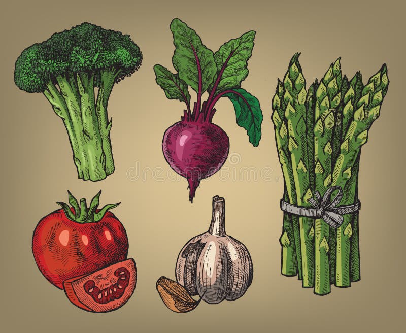 Tiré par la main des légumes illustration libre de droits Tiré par la main des légumes illustration libre de droits