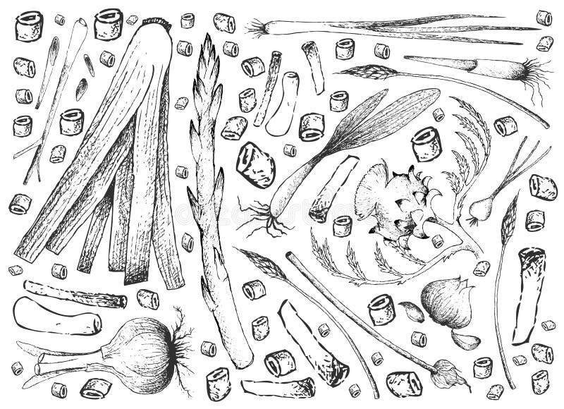 Tiré par la main du fond de légumes d'ampoule et de tige illustration stock Tiré par la main du fond de légumes d'ampoule et de tige illustration stock