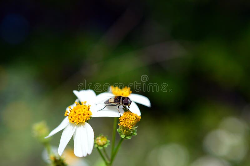 Tischler Bee lizenzfreies stockfoto Tischler Bee lizenzfreies stockfoto