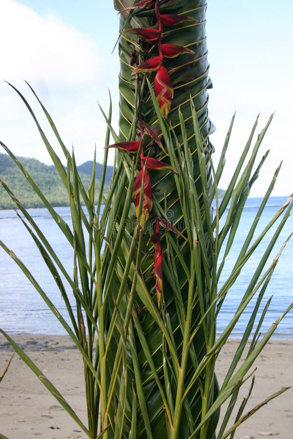 Tissage en feuille de palmier cérémonieux de Fijian