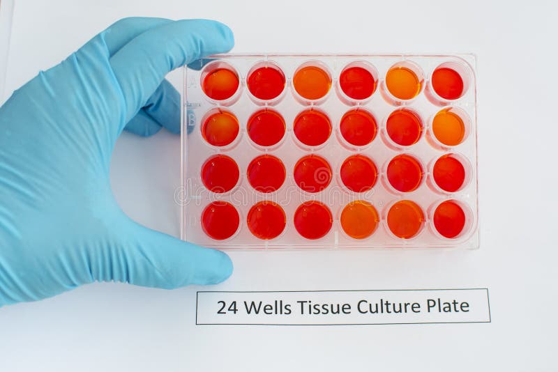 Tissue culture plate stock image. Image of research, laboratory 64238811