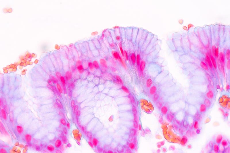 Descriptive Doctor master's degree Tissue of Stomach Under the Microscope for Education. Stock Image - Image  of microscopic, gastroenterology: 131991953