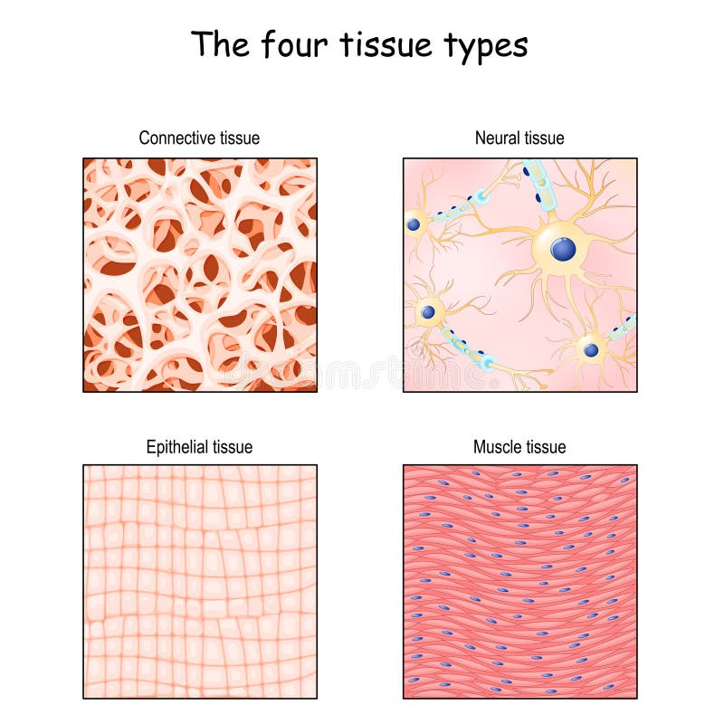 Tissue types. connective, muscle, nervous, and epithelial cells