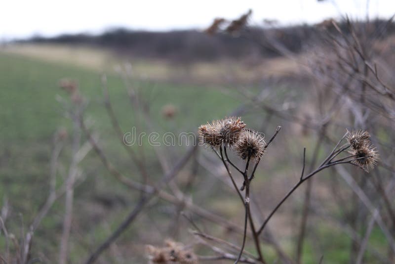 Tistelblomma på en oskarp, naturlig och grön bakgrund royaltyfri foto Tistelblomma på en oskarp, naturlig och grön bakgrund royaltyfri foto