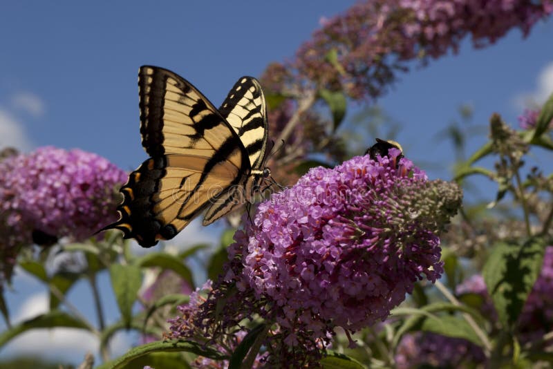 Tiswallowtail, Papilio Glaucus
