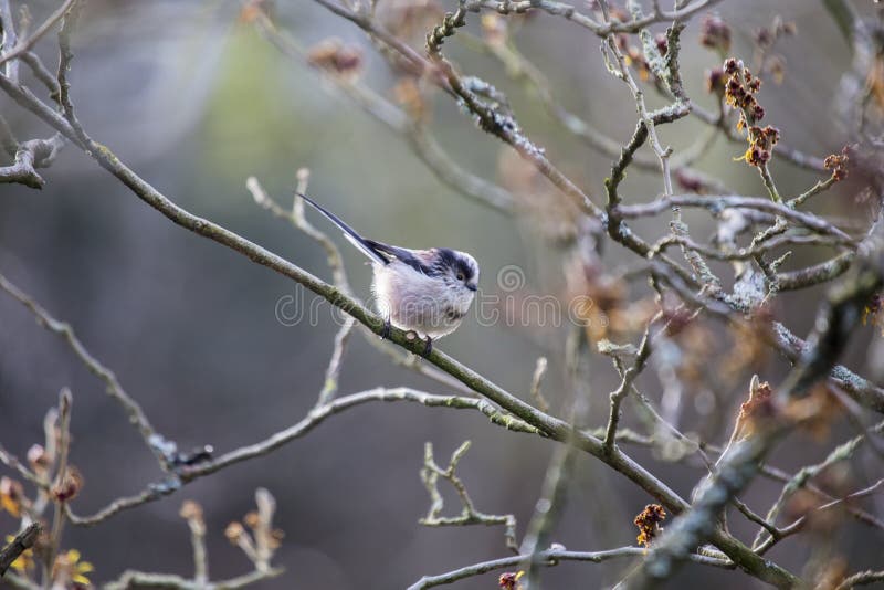 Tit atado largo (caudatus de Aegithalos) imagen de archivo libre de regalías Tit atado largo (caudatus de Aegithalos) imagen de archivo libre de regalías