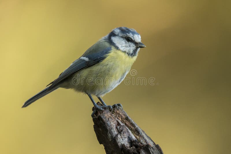 Tit azul, caeruleus de Cyanistes, Tomtit imagen de archivo libre de regalías Tit azul, caeruleus de Cyanistes, Tomtit imagen de archivo libre de regalías