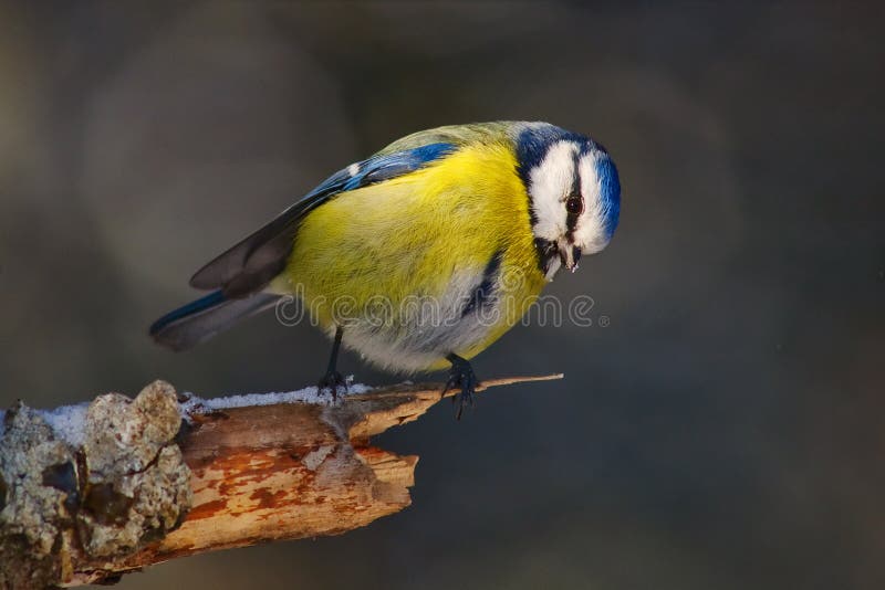 Tit azul eurasiático, caeruleus de Cyanistes, sentándose en una rama fotos de archivo libres de regalías Tit azul eurasiático, caeruleus de Cyanistes, sentándose en una rama fotos de archivo libres de regalías