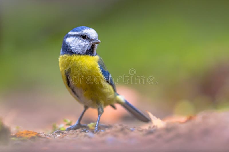 Tit azul eurasiático que descansa sobre piso del bosque fotos de archivo Tit azul eurasiático que descansa sobre piso del bosque fotos de archivo