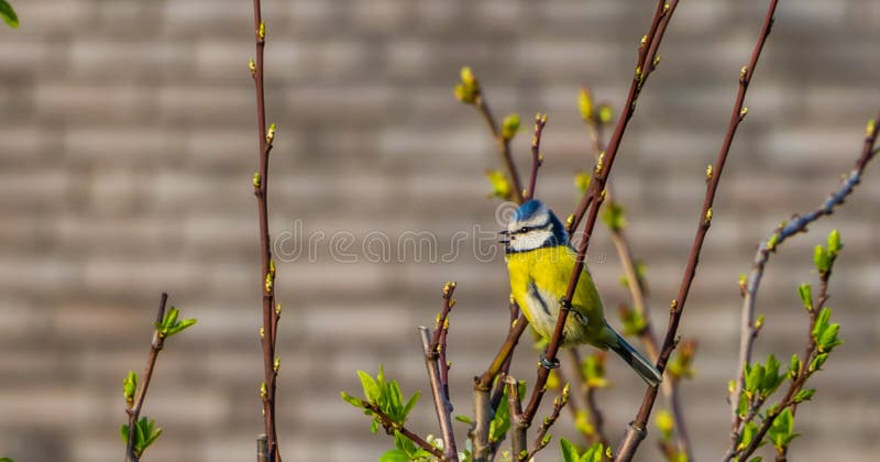 Tit azul eurasiático que se sienta en una rama de árbol, pájaro salvaje común de Eurasia foto de archivo libre de regalías Tit azul eurasiático que se sienta en una rama de árbol, pájaro salvaje común de Eurasia foto de archivo libre de regalías