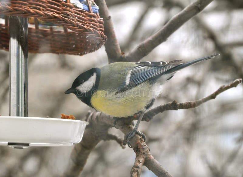 Tit bird and a bird feeder