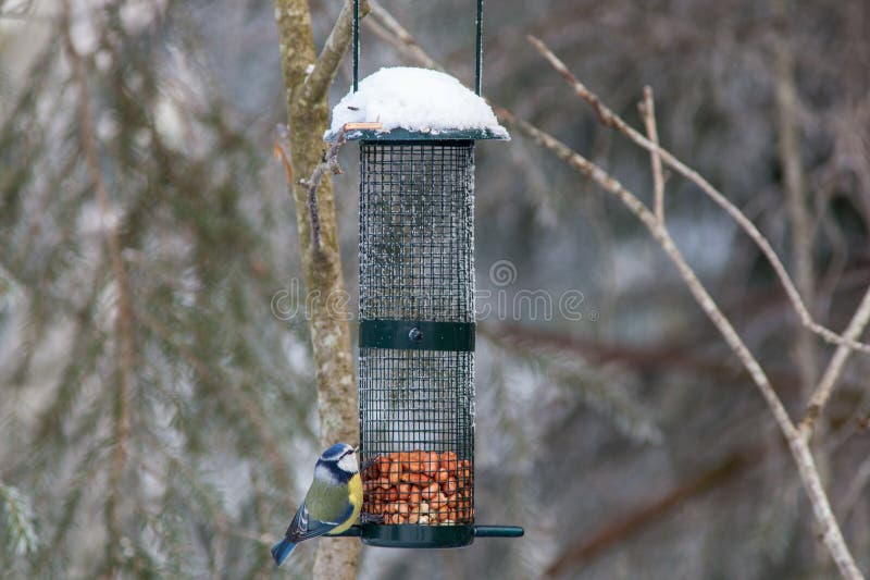 Tit blu ad un'alimentazione dell'uccello fotografia stock libera da diritti Tit blu ad un'alimentazione dell'uccello fotografia stock libera da diritti