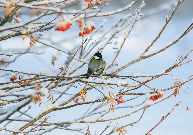 Tit del pájaro que se sienta en ramas del serbal con los racimos maduros jugosos de bayas rojas fotos de archivo libres de regalías Tit del pájaro que se sienta en ramas del serbal con los racimos maduros jugosos de bayas rojas fotos de archivo libres de regalías