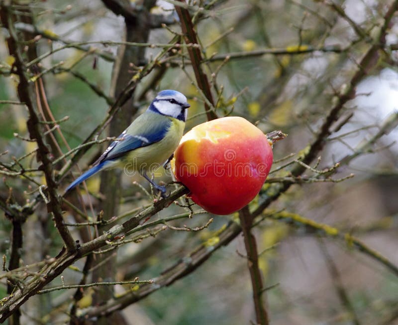 Tit in park