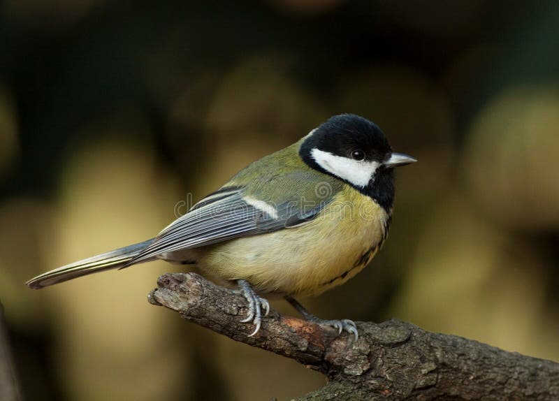 Tit (Parus major)