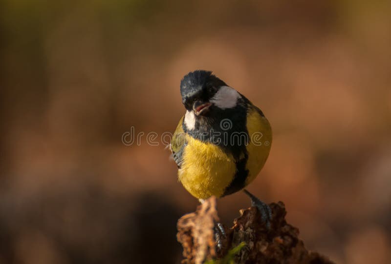 Tit - Parus major