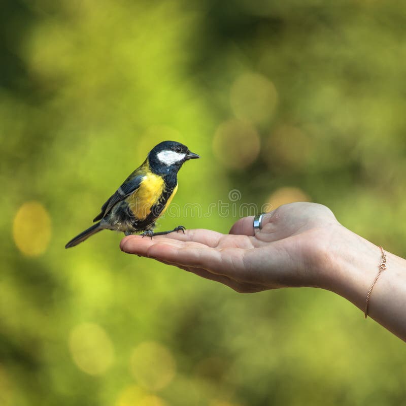 Titmouse on Hand, Care of Nature Stock Photo - Image of animal, life:  139553702