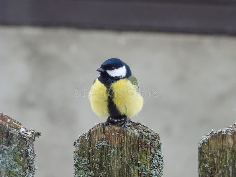 Nice Tit Photos