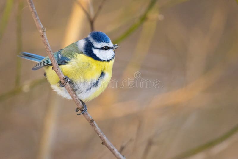 Tit Tit stock image. Image of bright, bark, leaf, europe - 90620253