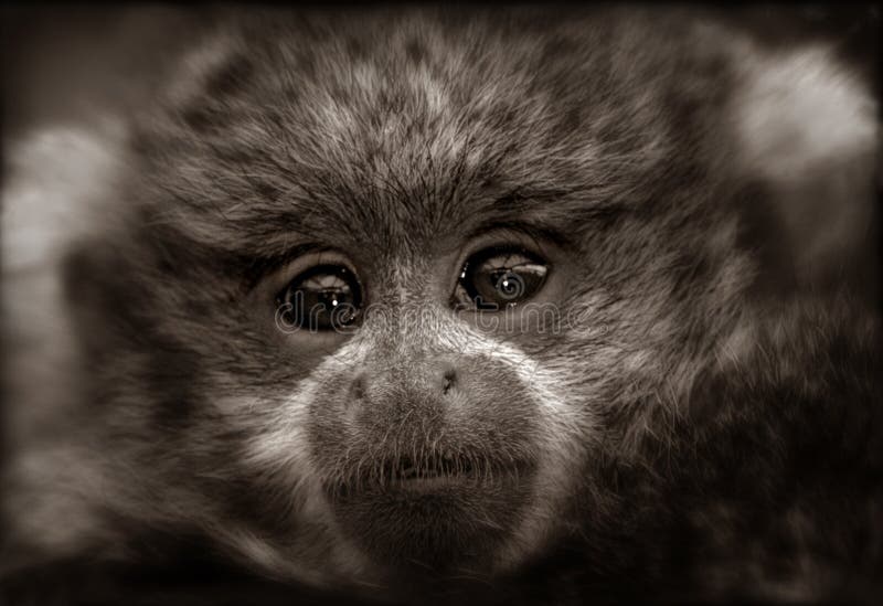 676 Titi Photos Free Royalty Free Stock Photos From Dreamstime