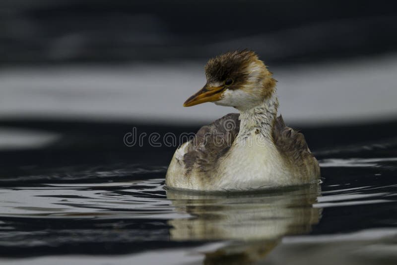 Titicaca Grebe, Rollandia microptera