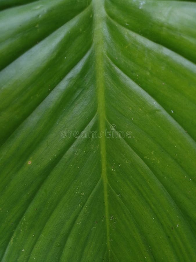 Title: Detailed View of Tropical Leaf Texture Keywords: Tropical Leaf, Leaf Texture, Green Foliage, Natural Pattern. Title stock images, royalty-free photos and pictures
