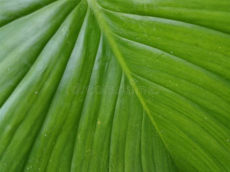 Title: Vibrant Green Leaf with Parallel Veins Keywords: Parallel Veins, Green Plant, Leaf Close-Up, Botanical Macro. Title stock images, royalty-free photos and pictures