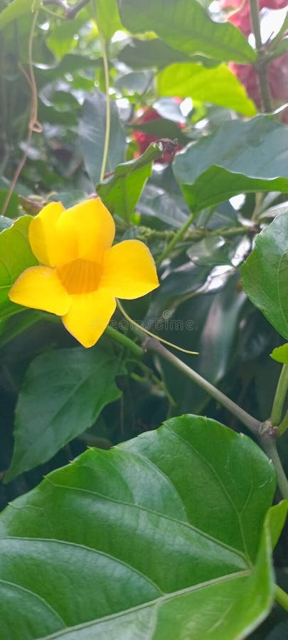 Title: Yellow Flower in Natural Garden Background. Title stock images, royalty-free photos and pictures