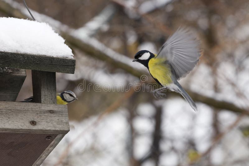 Titmouse