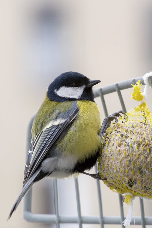 Titmouse