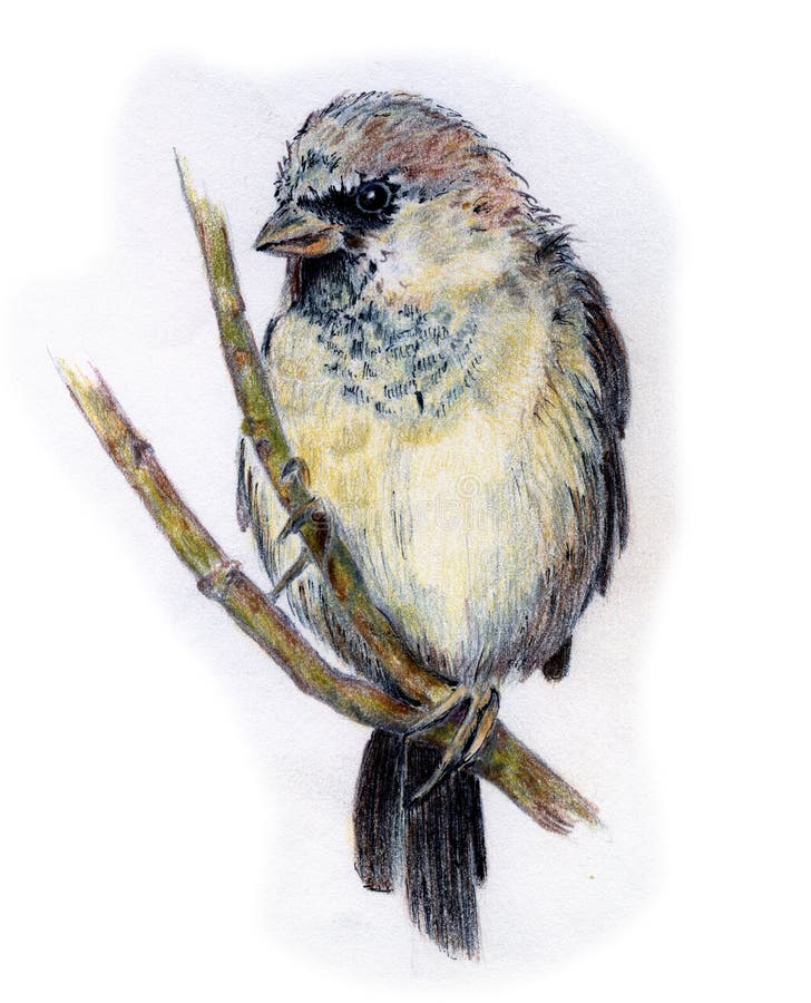 Free Titmouse Royalty Free Stock Photo - 6689535