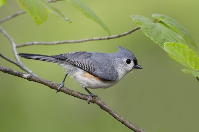 Titmouse adornado empoleirado na avelã de bruxa imagem de stock royalty free Titmouse adornado empoleirado na avelã de bruxa imagem de stock royalty free