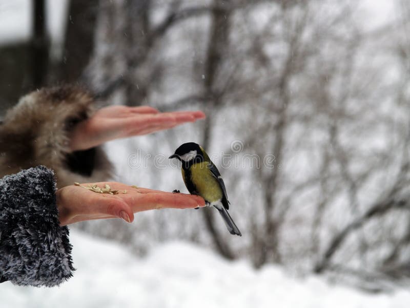 Titmouse bird in hand stock photo. Image of women, fortune - 13092850