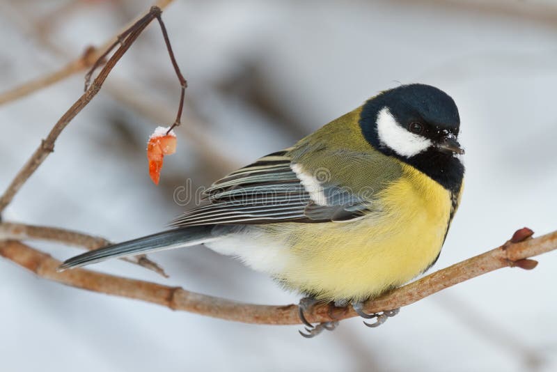 Titmouse on a branch of rowan