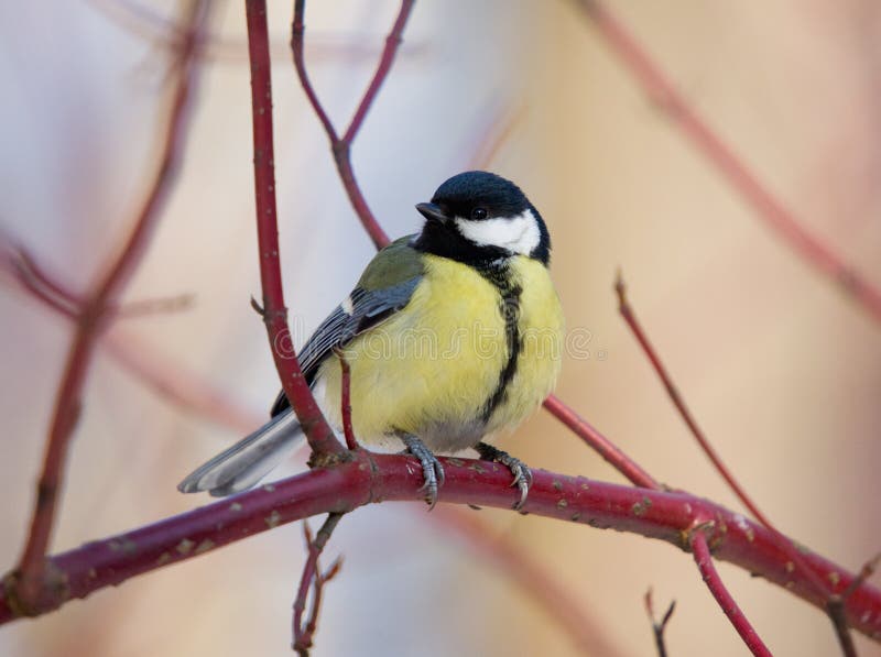 Titmouse on branch of tree