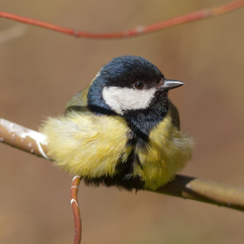 Titmouse close up