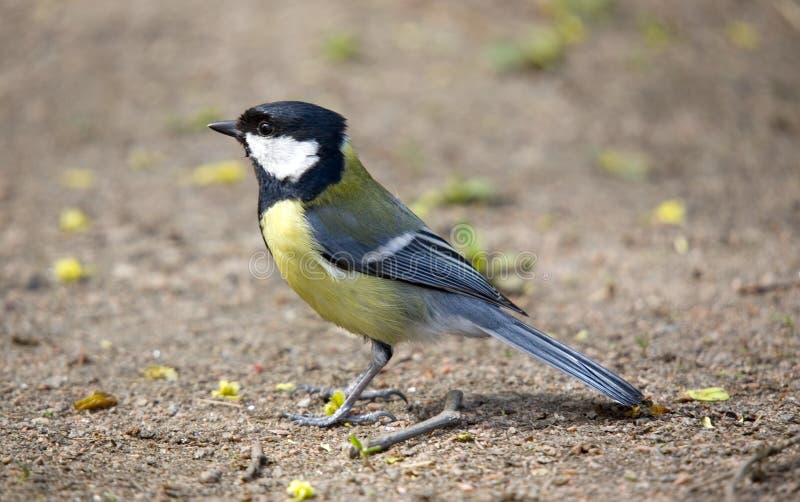 Titmouse close up