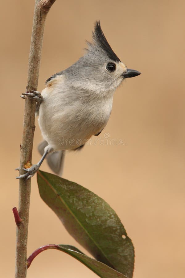 A bird of Texas and northeastern Mexico, the Black-crested Titmouse is common in oak woods and towns. It was once considered a subspecies of the Tufted Titmouse, and the two species are very similar in appearance, voice, and habits. A bird of Texas and northeastern Mexico, the Black-crested Titmouse is common in oak woods and towns. It was once considered a subspecies of the Tufted Titmouse, and the two species are very similar in appearance, voice, and habits.