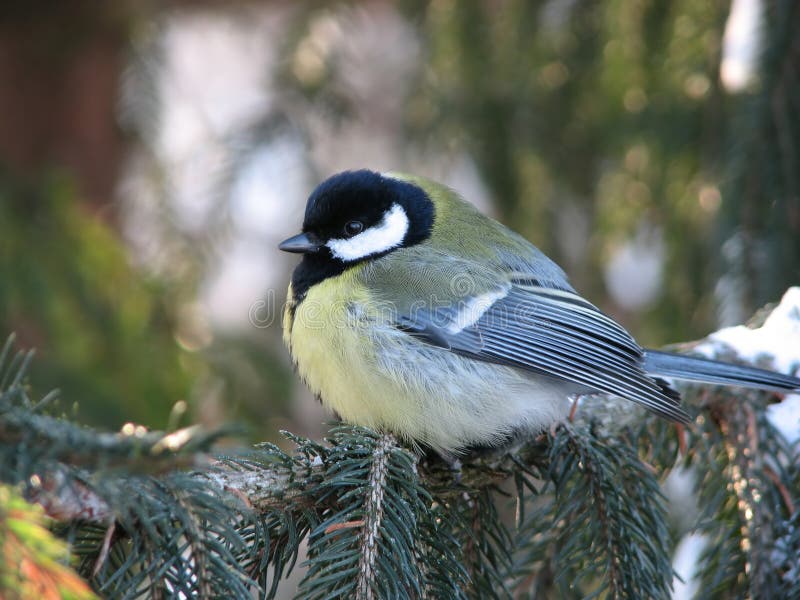 Titmouse in needles