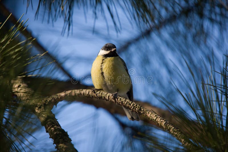 Titmouse on pine branch